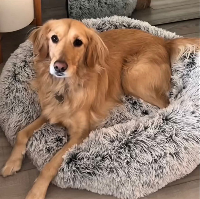 Ava J. – Ottawa, Canada