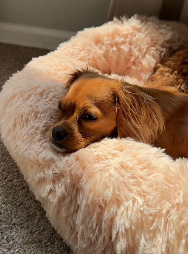 Amanda T. – Edmonton, Canada