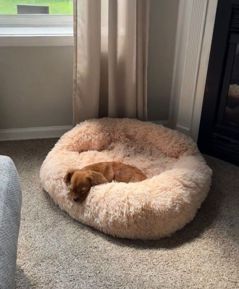 Harman B. – Brampton, Canada