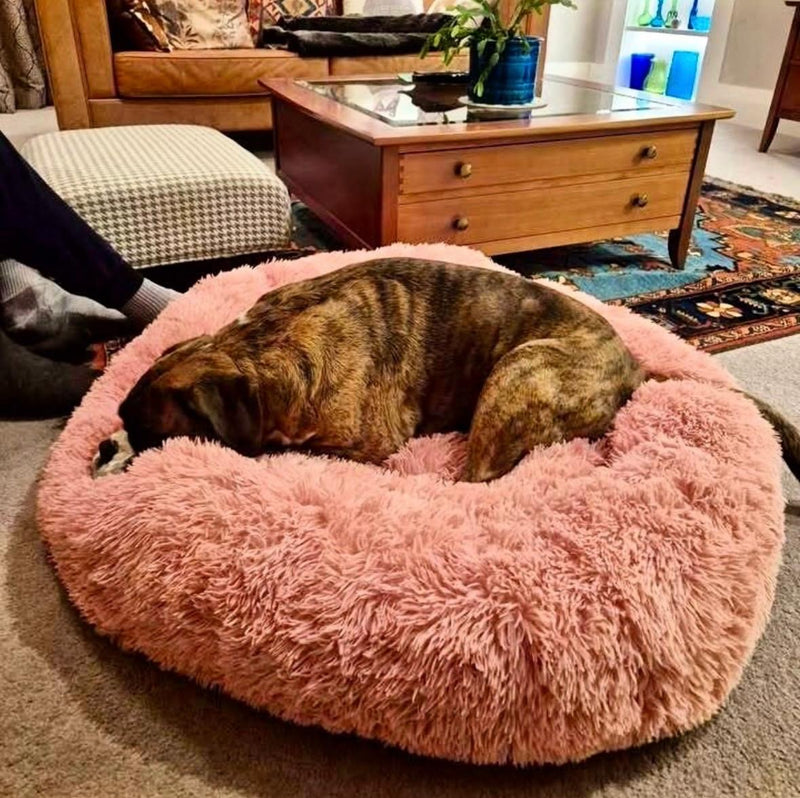 David K. – Ottawa, Canada