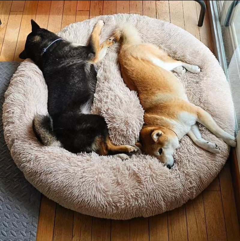 Sarah K. – St. John’s, Canada