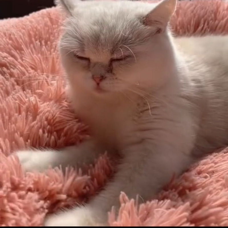 Michelle C. – Toronto, Canada